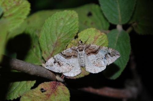 Pareulype berberata