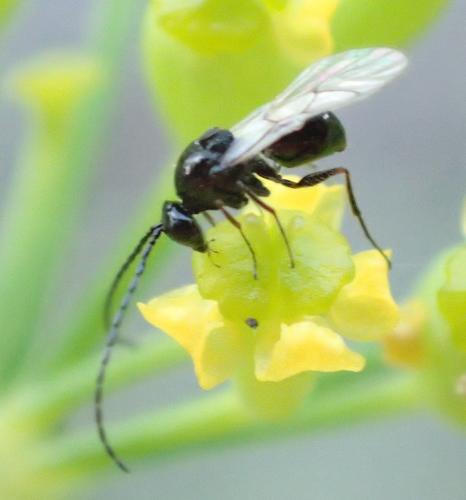 Eucoilinae