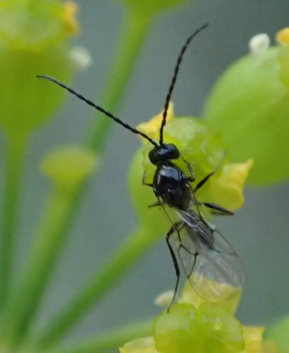 Réf. 156 763 : Eucoilinae inconnu