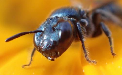 Ceratina cyanea