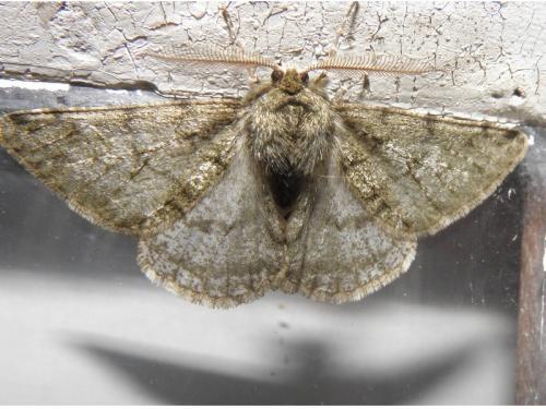 Phigalia pilosaria