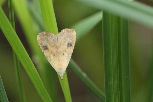Réf. 156 854 : Rivula sericealis