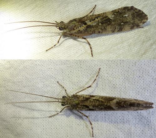 Agrypnia varia