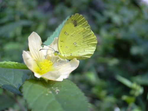 Réf. 156 708 : Eurema sp.