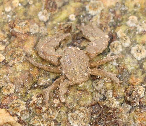 Porcellana platycheles
