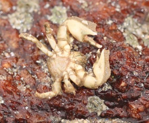Porcellana platycheles