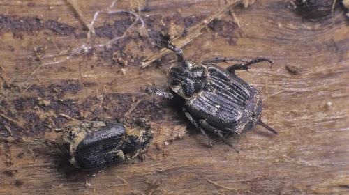 Valgus hemipterus