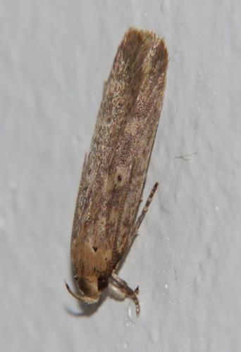 Réf. 156 597 : Platyedra subcinerea