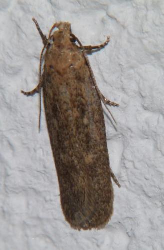 Réf. 156 598 : Platyedra subcinerea