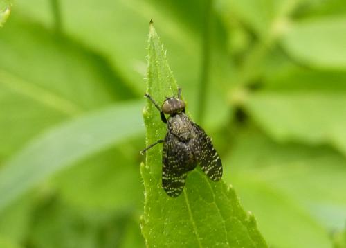 Réf. 156 264 : Platystoma sp.