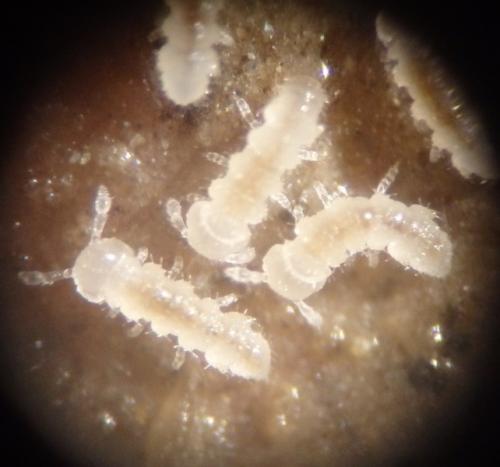 Polydesmus sp.
