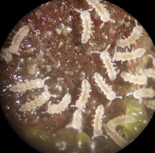 Polydesmus sp.
