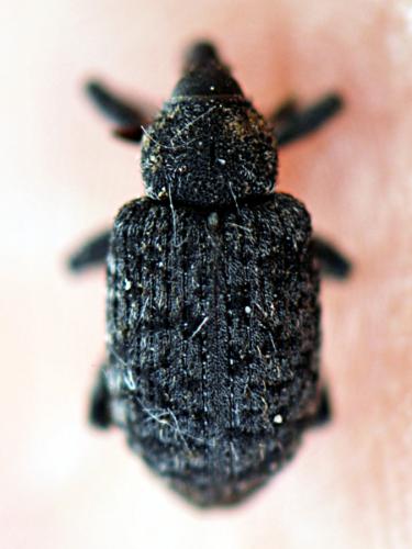 Procas armillatus