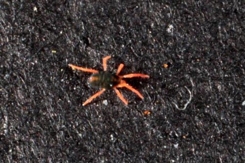 Penthaleus sp.