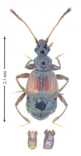 Réf. 156 345 : Rybaxis longicornis