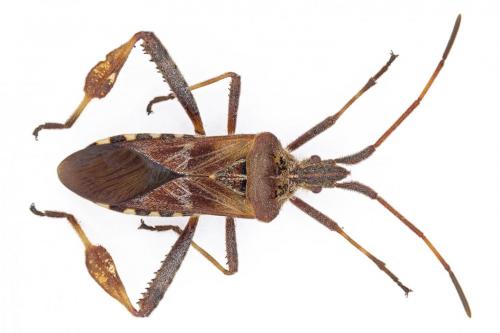 Réf. 156 704 : Leptoglossus occidentalis