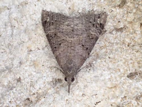 Hypena obsitalis