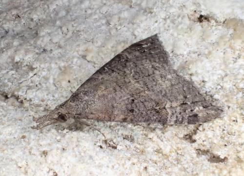 Hypena obsitalis