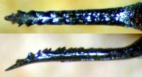 Valgus hemipterus