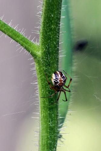 Réf. 156 973 : Phylloneta sp.