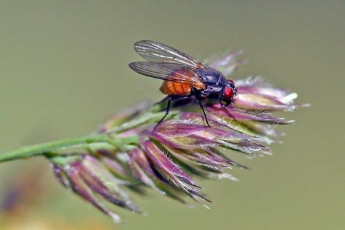 Thricops semicinereus