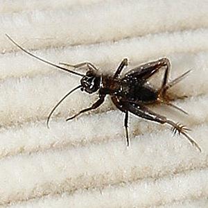 Nemobius sylvestris sylvestris