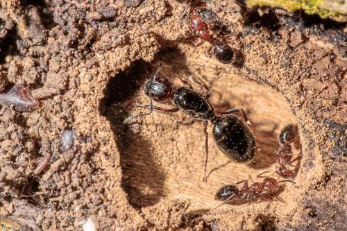 Camponotus lateralis