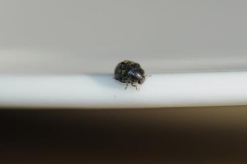 Rhyzobius forestieri