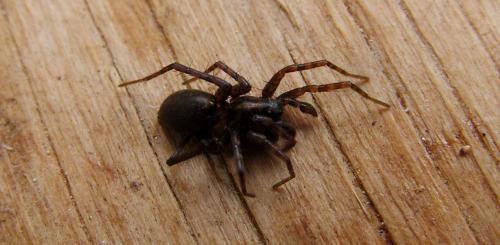 Pardosa sp.