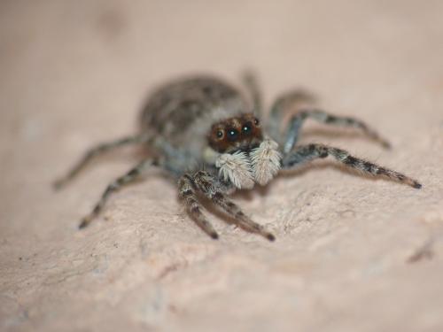 Menemerus semilimbatus