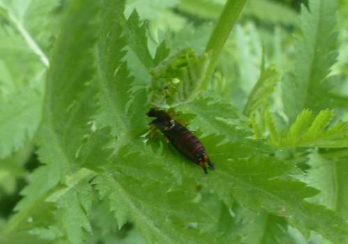 Forficula auricularia