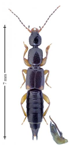 Réf. 156 349 : Tetartopeus terminatus