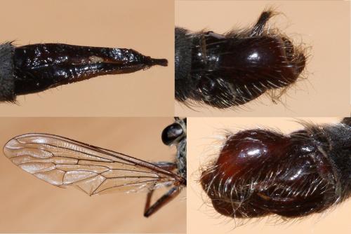 Premochtherus aquitanus
