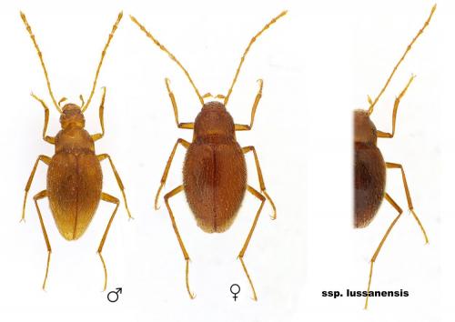 Réf. 156 797 : Diaprysius mazaurizi