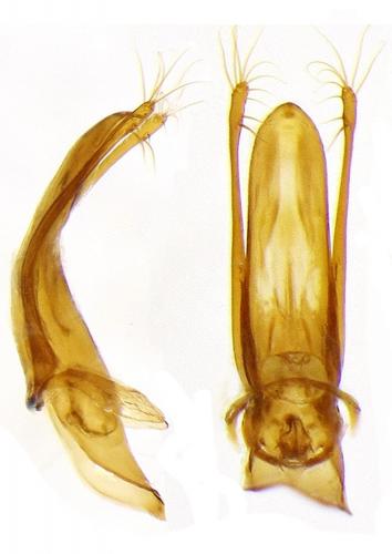 Réf. 156 798 : Diaprysius mazaurizi