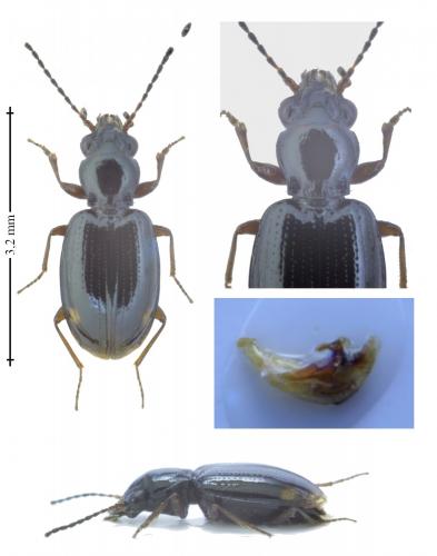Réf. 156 066 : Bembidion doris