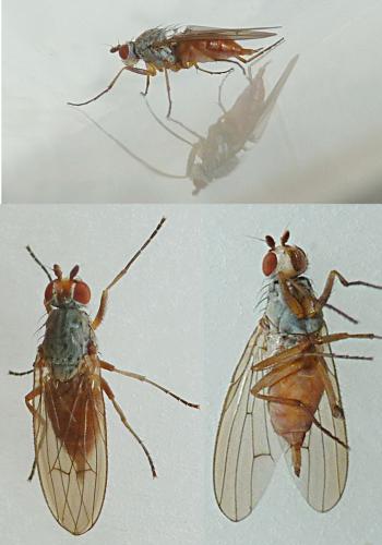 Réf. 156 084 : Tephrochlamys rufiventris