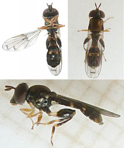 Neoascia podagrica