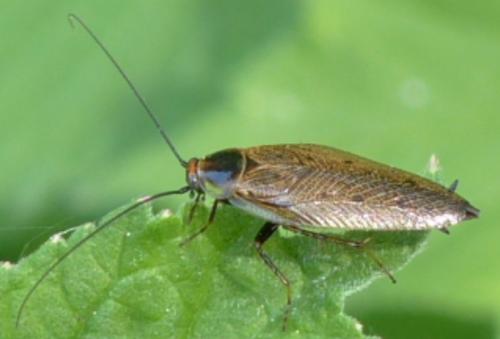 Ectobius lapponicus