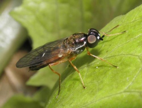 Sargus bipunctatus