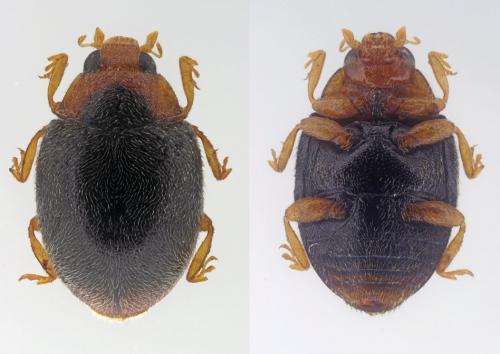 Scymnus haemorrhoidalis