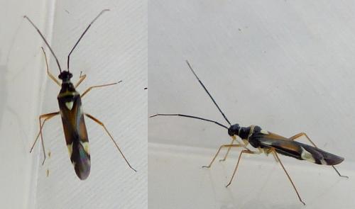 Réf. 156 090 : Cyllecoris histrionius
