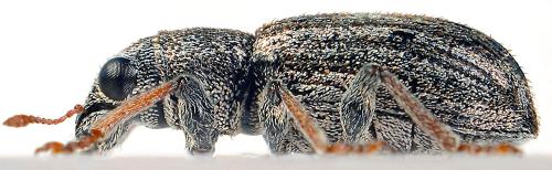 Sitona striatellus