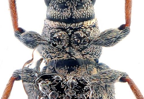 Sitona striatellus