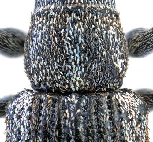 Sitona striatellus