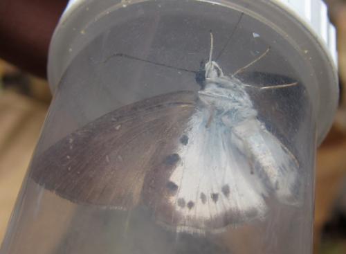 Tagiades flesus