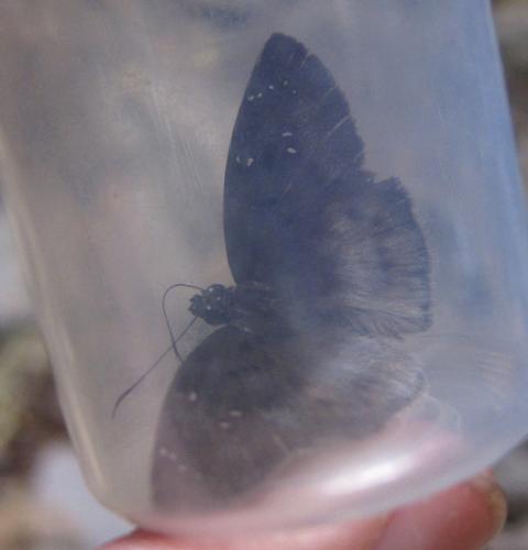 Tagiades flesus