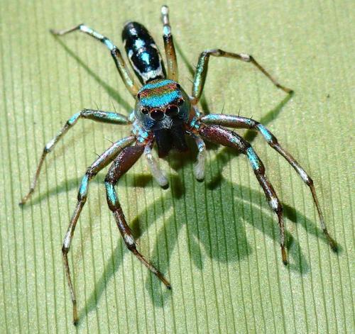 Cosmophasis sp.