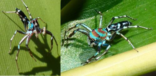 Cosmophasis sp.