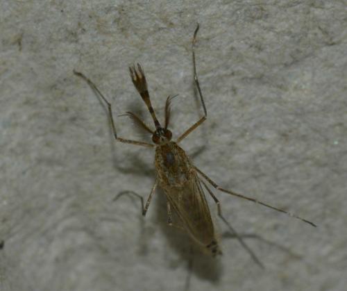 Ochlerotatus sp.